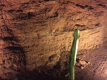 Close-up of plant growing on wall