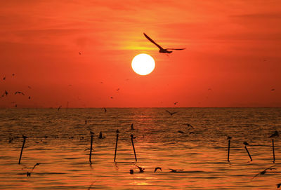 Silhouette bird flying over sea against orange sky