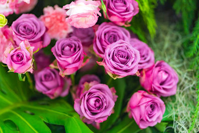 Close-up of pink roses