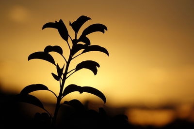 Close-up of silhouette plant against sunset sky