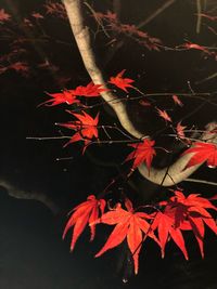 Red maple leaves on tree