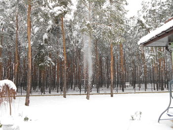 Trees on snow covered landscape