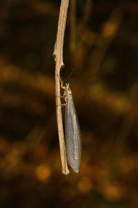 Close-up of insect