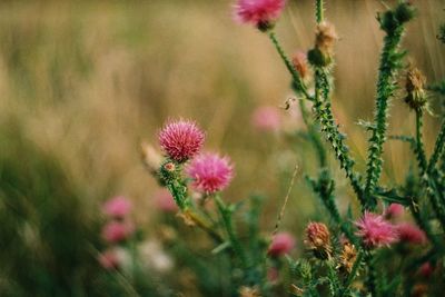 Pink flowers blooming outdoors