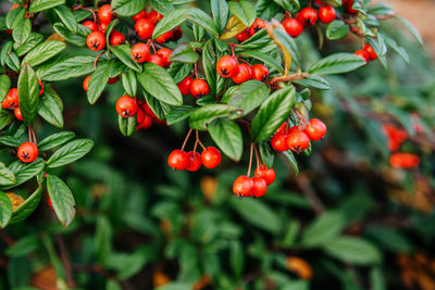 Close-up of red flowering plant