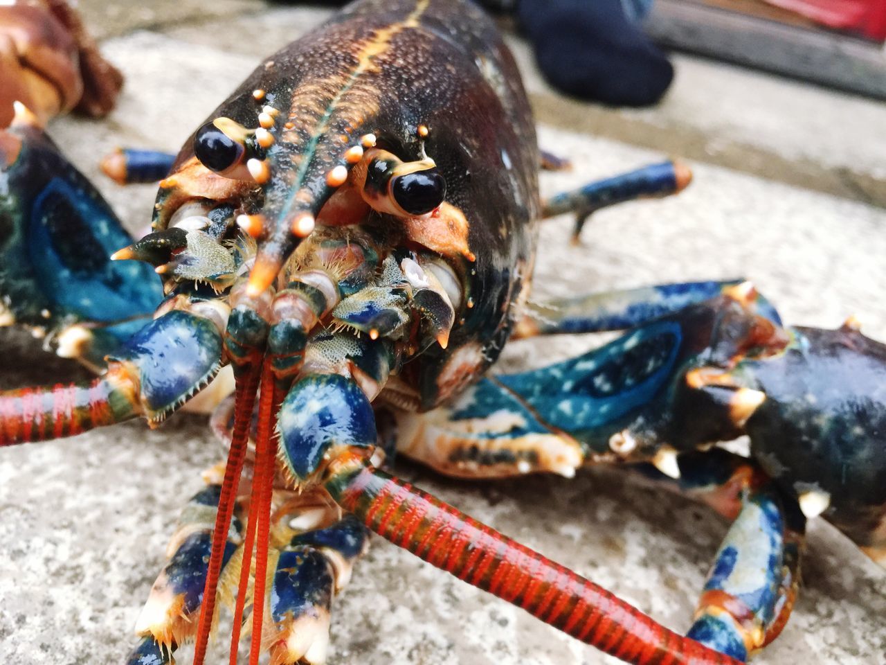 outdoors, close-up, day, seafood, focus on foreground, animal themes, one animal, no people, animals in the wild, food, sea life, nature