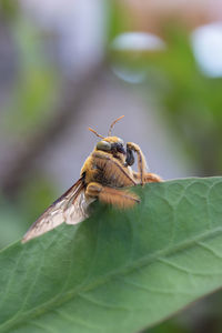 Close-up of insect on leaf