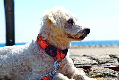 Close-up of a dog looking away