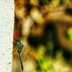 Close-up of fly