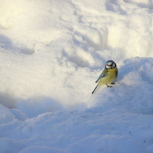 Bird on snow covered land
