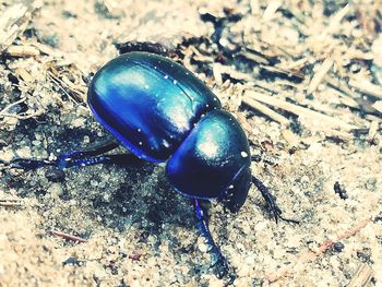 High angle view of insect on field