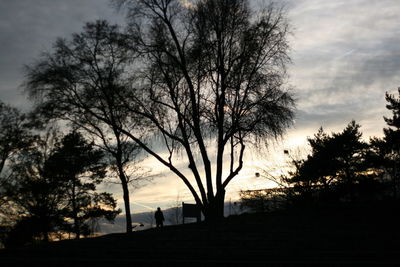 Silhouette of trees at sunset