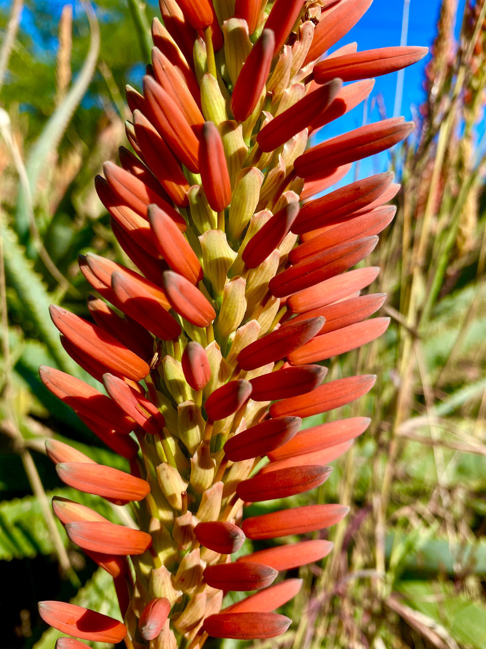 CLOSE-UP OF RED FLOWERING PLANTS ON FIELD