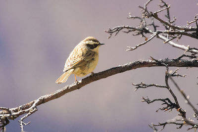 Low angle view of bird perching on branch