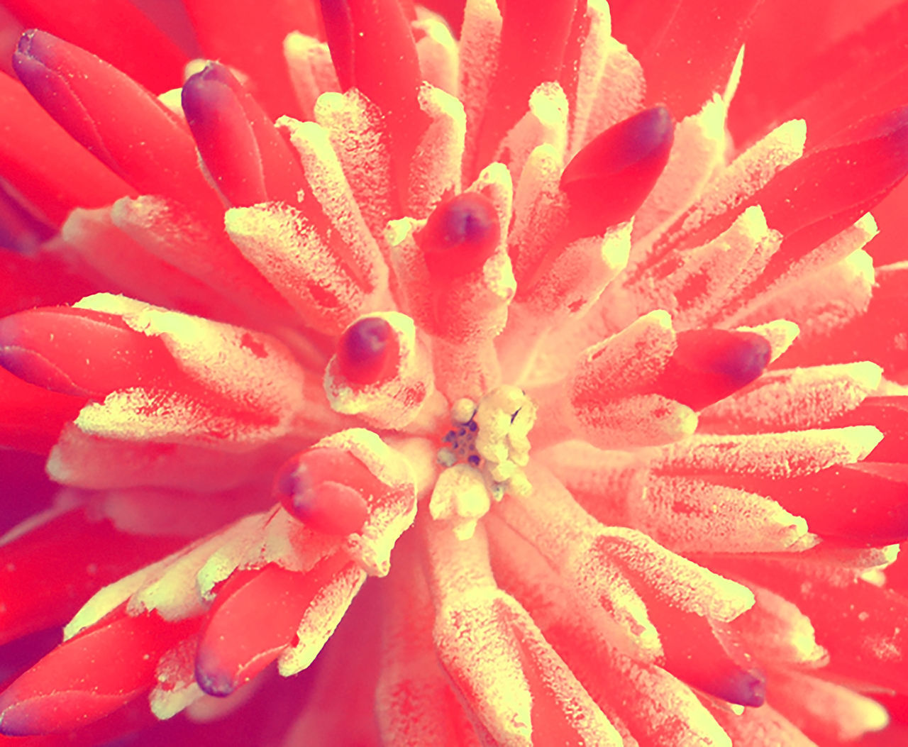 EXTREME CLOSE-UP OF RED FLOWER