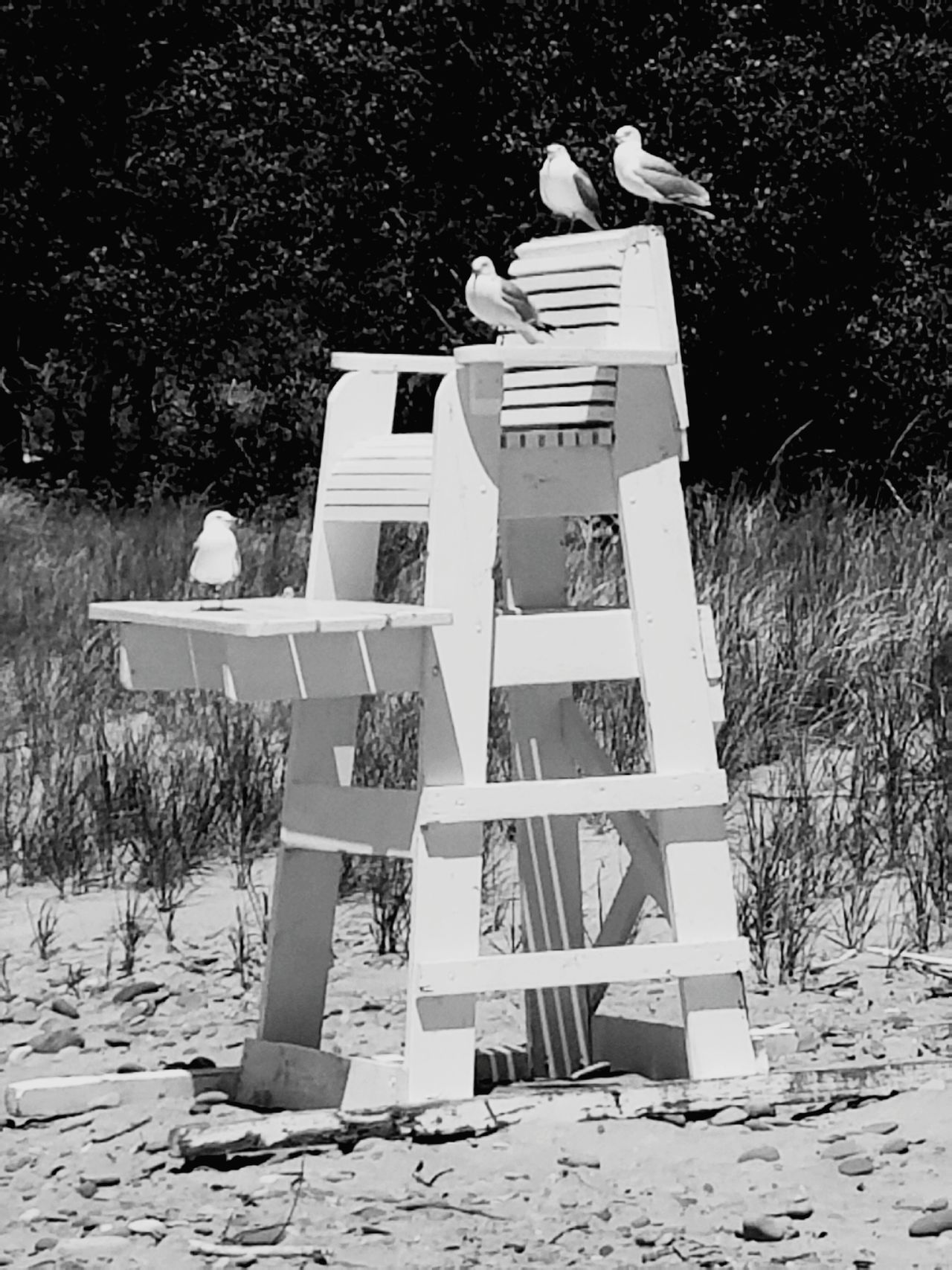 Beach, chair, seagull, birds, lifeguard, lifeguard chair