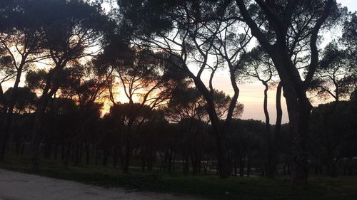 Trees on landscape at sunset