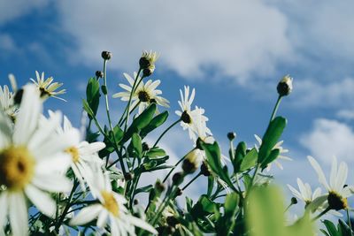 Low angle view of flowering plants on field against sky