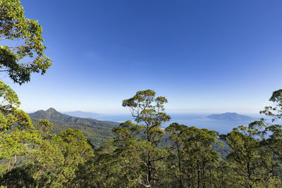 Scenic view of forest against clear sky