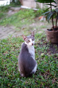 Portrait of cat sitting on grass in yard