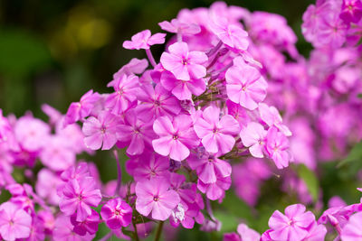 Close-up of purple flowers blooming outdoors