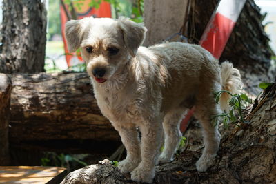 Portrait of dog on rock