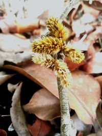 Close-up of yellow flowering plant