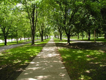 Footpath amidst trees in park