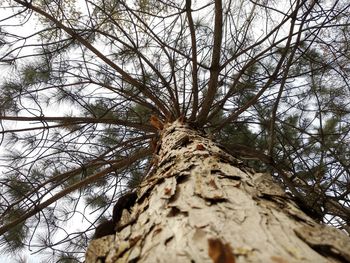 Low angle view of tree trunk