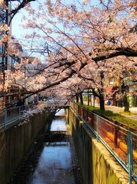 View of cherry blossom along canal