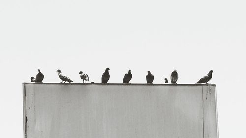 Birds perching on wall against clear sky