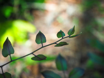 Close-up of green leaves on plant