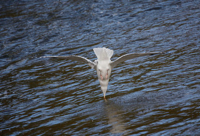 Bird flying over lake