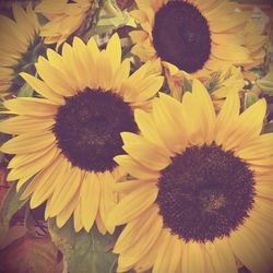 Close-up of sunflower blooming outdoors