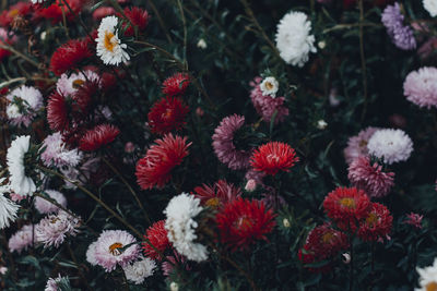 High angle view of flowering plants