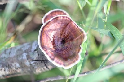 Close-up of snail on leaf