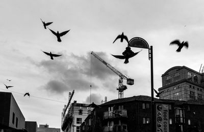 Low angle view of birds flying against buildings