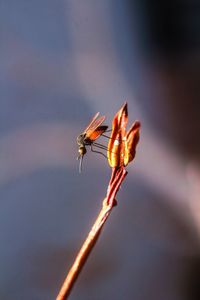 Close-up of bee pollinating