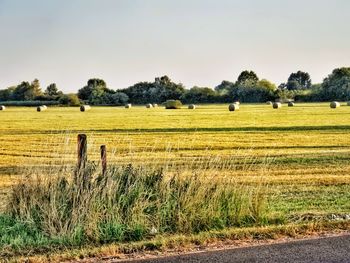 Scenic view of agricultural field against sky
