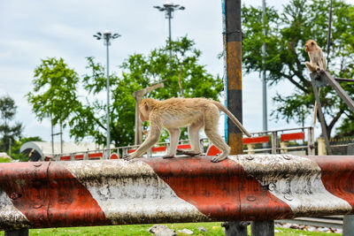 View of a cat