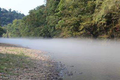 Scenic view of river flowing in forest