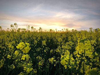 Close-up of oilseed rape field against sky during sunset