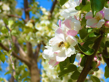 Close-up of bee pollinating flower