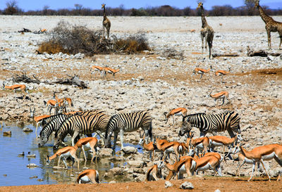 African wildlife drinking