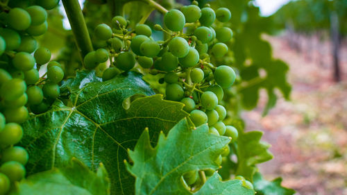 Close-up of berries growing on plant