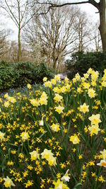 Yellow flowers blooming on field