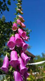 Close-up of pink flowers