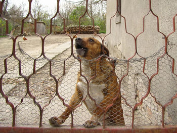 Dog looking away