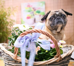 Spring flowers in front of sitting pug dog