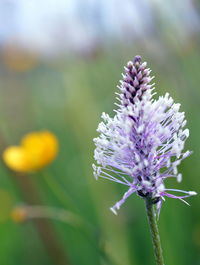 Close-up of purple flowering plant on field